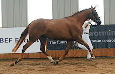 Ballet Time : Bertoli W x Wittinger x Cavalier 2009 Chestnut Filly